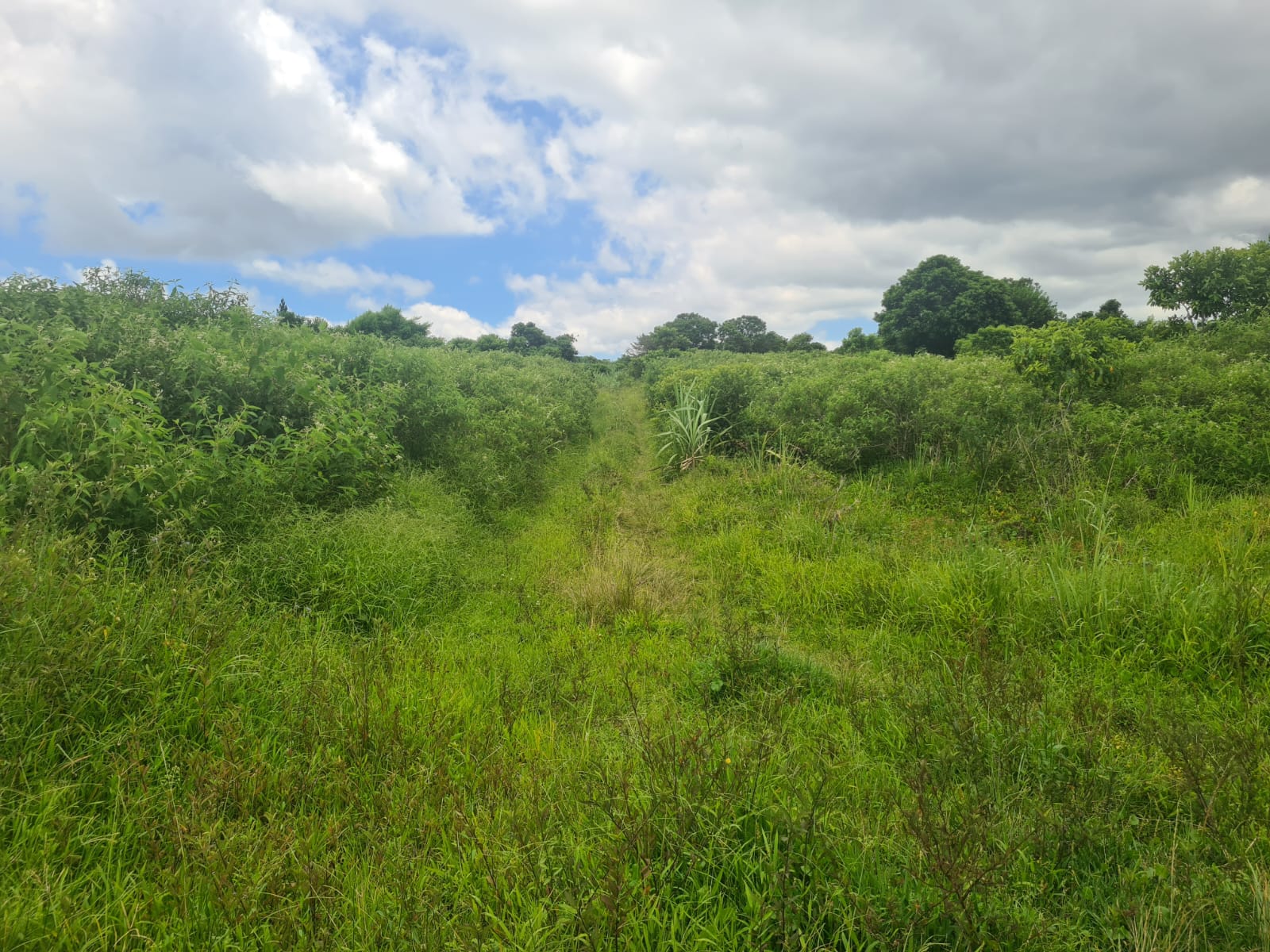 LAND OF 25 PERCHES FOR SALE ALONG TERRE ROUGE STREET CAMP FOUQUEREAUX