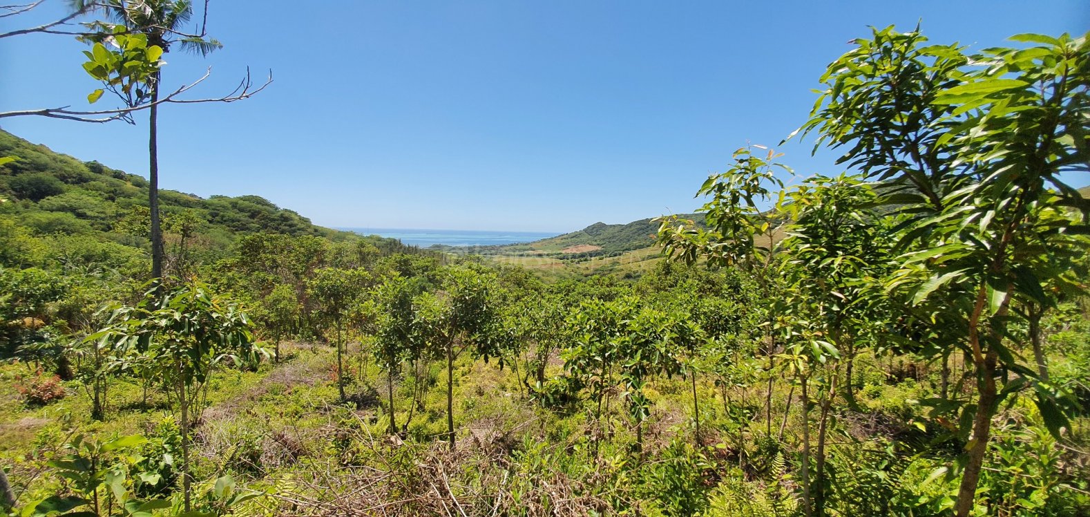 Terrain agricole de 780 Perches a vendre a Bambous