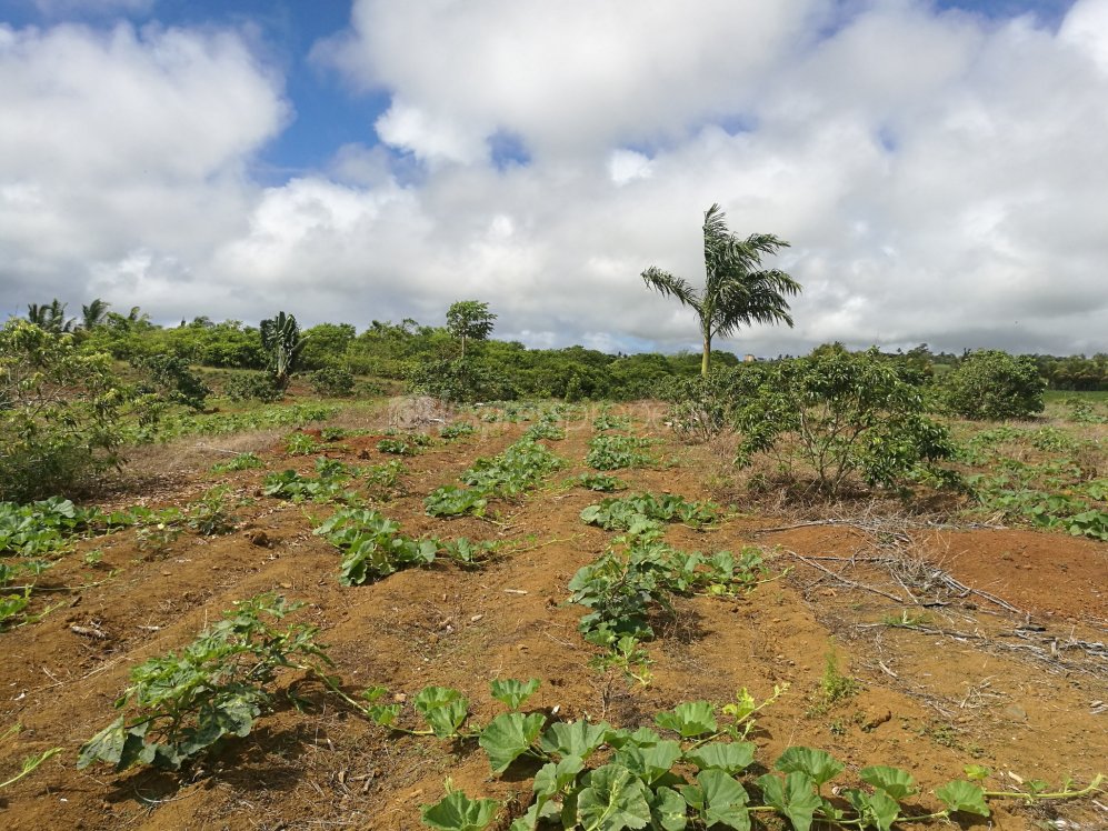 Terrain agricole de 124 Perches a vendre a Mare D'albert